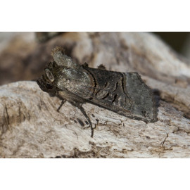 Spectacle Moth