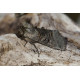 Spectacle Moth