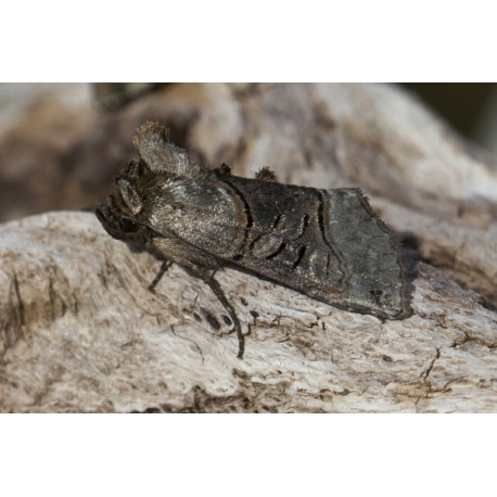 Spectacle Moth