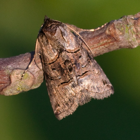 Spectacle Moth 1