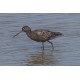 Spotted Redshank