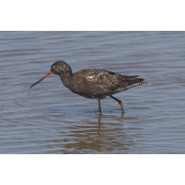 Spotted Redshank