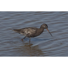 Spotted Redshank 1