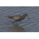 Spotted Redshank 1