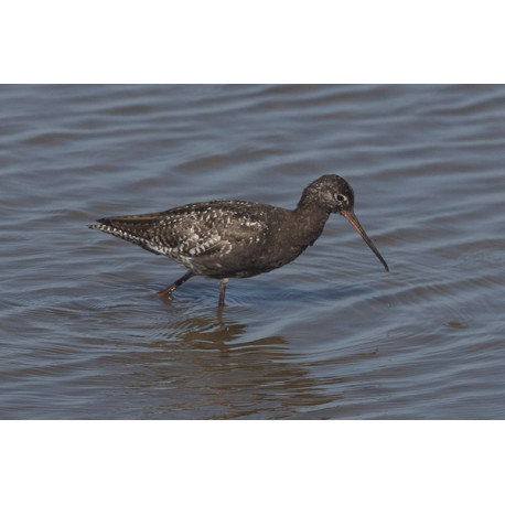 Spotted Redshank 1