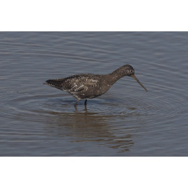 Spotted Redshank 2