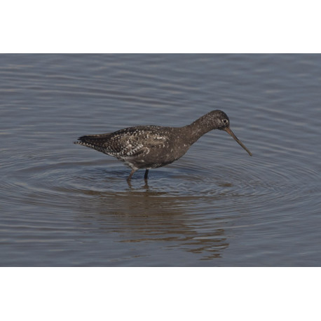 Spotted Redshank 2