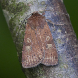 Square Spot Rustic Moth