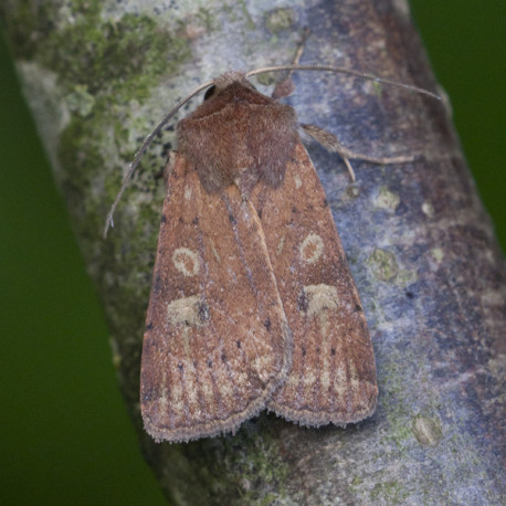Square Spot Rustic Moth