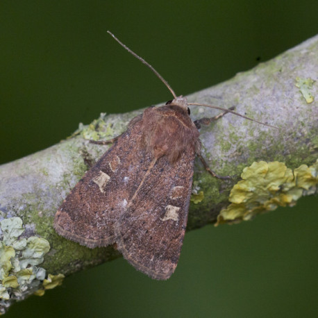 Square Spot Rustic Moth 1