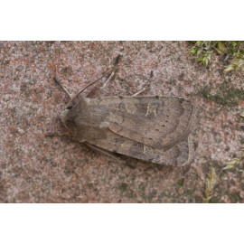 Square Spot Rustic Moth 2