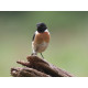 Stonechat Surrey