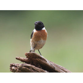 Stonechat Surrey