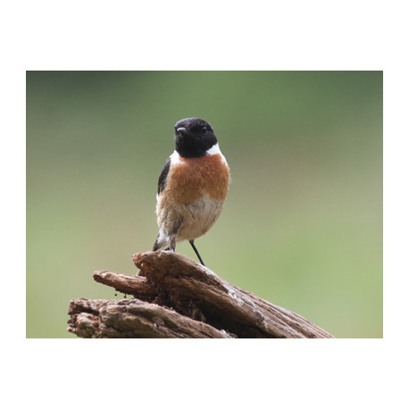 Stonechat Surrey
