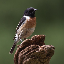 Stonechat Surrey 1