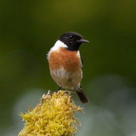 Stonechat Surrey 2