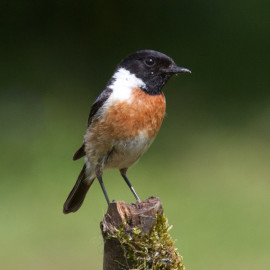 Stonechat Surrey 3