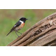 Stonechat Surrey 5