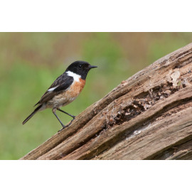 Stonechat Surrey 5
