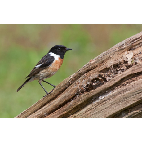 Stonechat Surrey 5