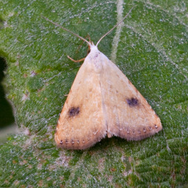 Straw Dot Moth