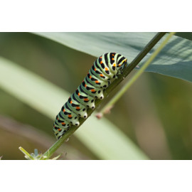Swallowtail Caterpillar Strumpshaw