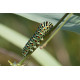 Swallowtail Caterpillar Strumpshaw