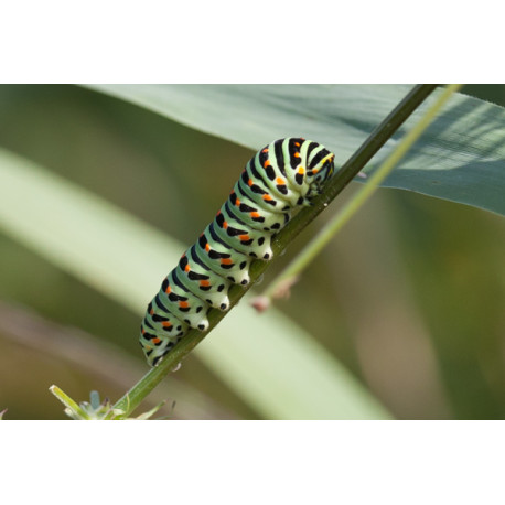 Swallowtail Caterpillar Strumpshaw