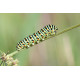 Swallowtail Caterpillar Strumpshaw 1