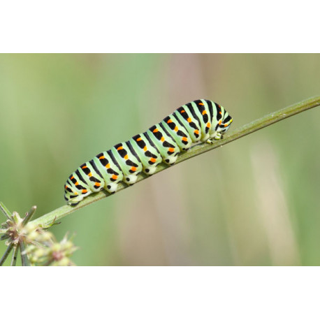 Swallowtail Caterpillar Strumpshaw 1