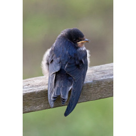 Swallow at Welney