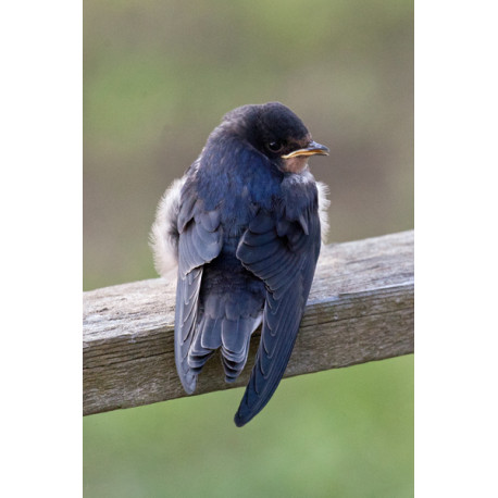 Swallow at Welney