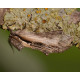 Swallow Prominent Moth