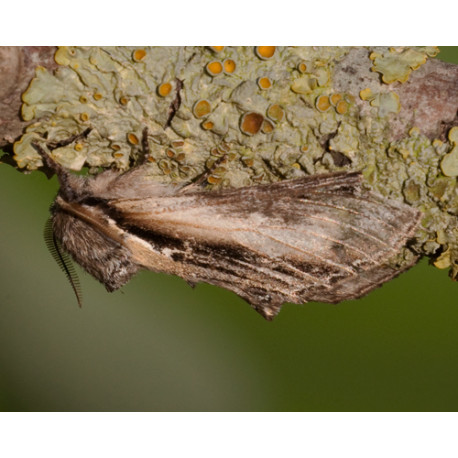 Swallow Prominent Moth