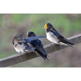 Swallow at Welney 1
