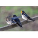 Swallow at Welney 1