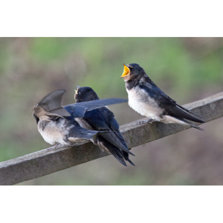 Swallow at Welney 1