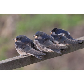 Swallow at Welney 2