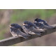 Swallow at Welney 2