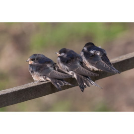 Swallow at Welney 3