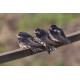 Swallow at Welney 3