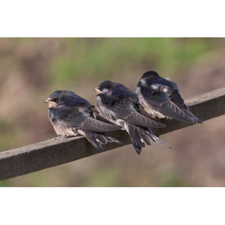 Swallow at Welney 3