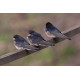 Swallow at Welney 4