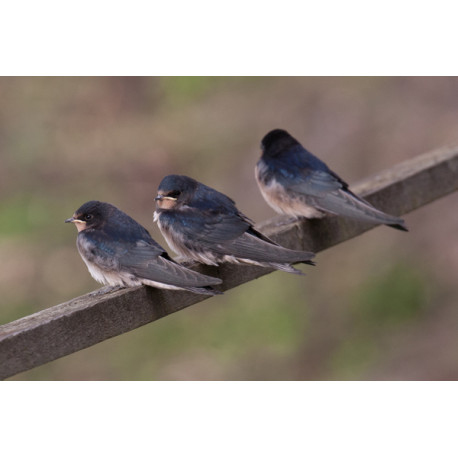 Swallow at Welney 4