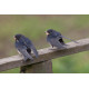 Swallow at Welney 5