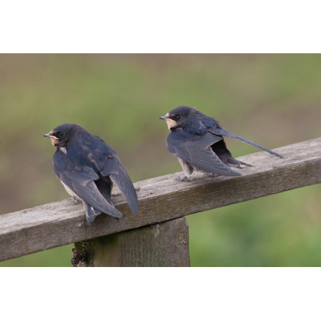 Swallow at Welney 5