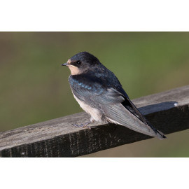 Swallow at Welney 6