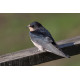 Swallow at Welney 6
