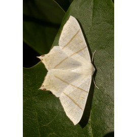 Swallowtail  Moth