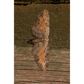 Tawny Speckled Pug Moth